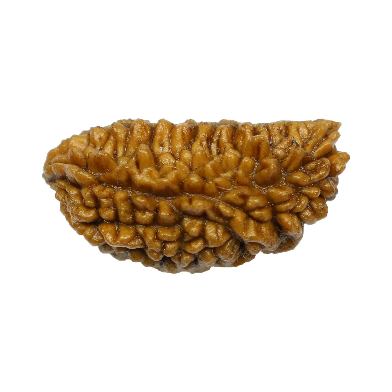 1 Mukhi Rudraksha 28.75 MM