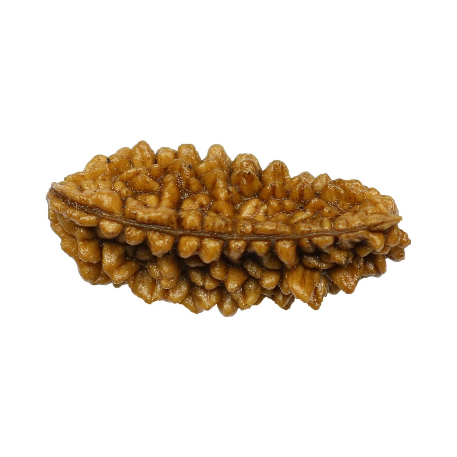 1 Mukhi Rudraksha 28.75 MM