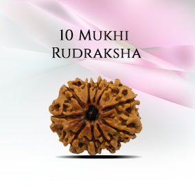 10 Mukhi Rudraksha