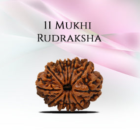 11 Mukhi Rudraksha