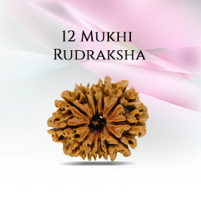 12 Mukhi Rudraksha