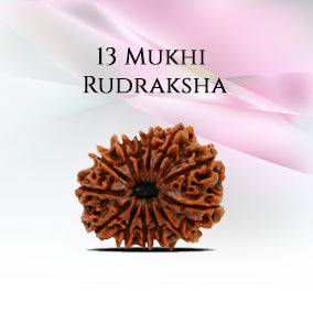 13 Mukhi Rudraksha