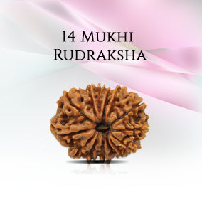 14 Mukhi Rudraksha
