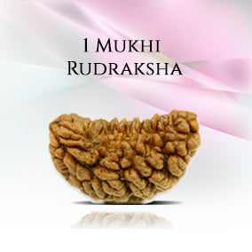 1 Mukhi Rudraksha