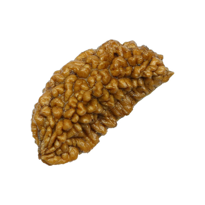 1 Mukhi Rudraksha 28.75 MM