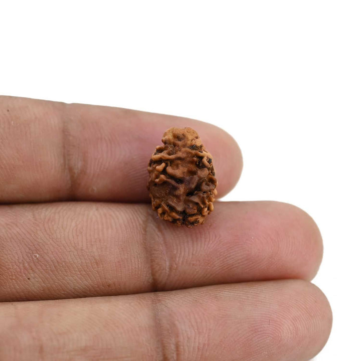 2 Mukhi Rudraksha (Nepal) 15.8 MM