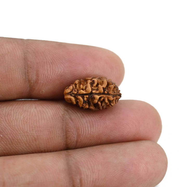 2 Mukhi Rudraksha (Nepal) 15.8 MM