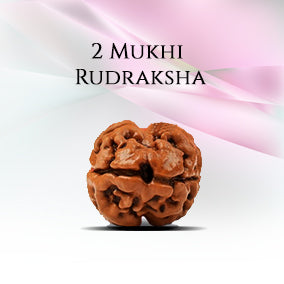 2 Mukhi Rudraksha