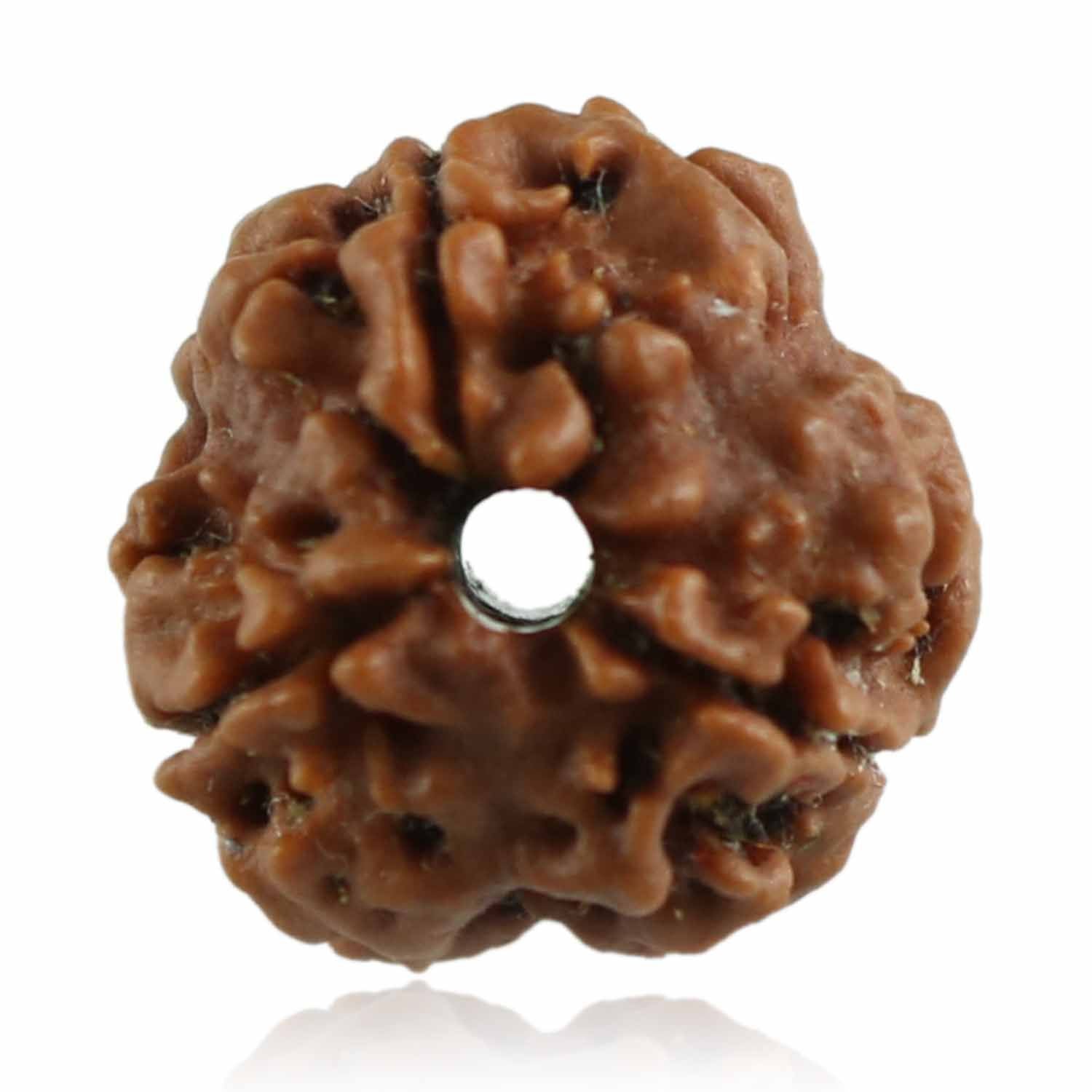 3 Mukhi Rudraksha (Nepal)