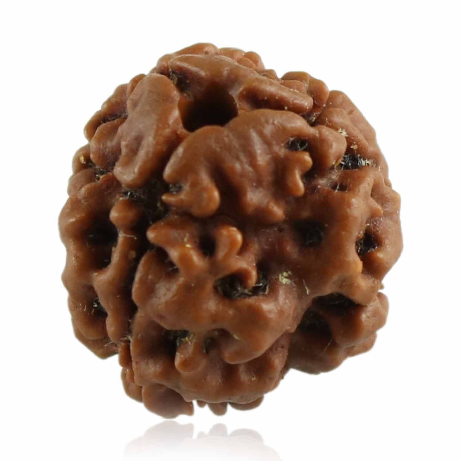 3 Mukhi Rudraksha (Nepal)