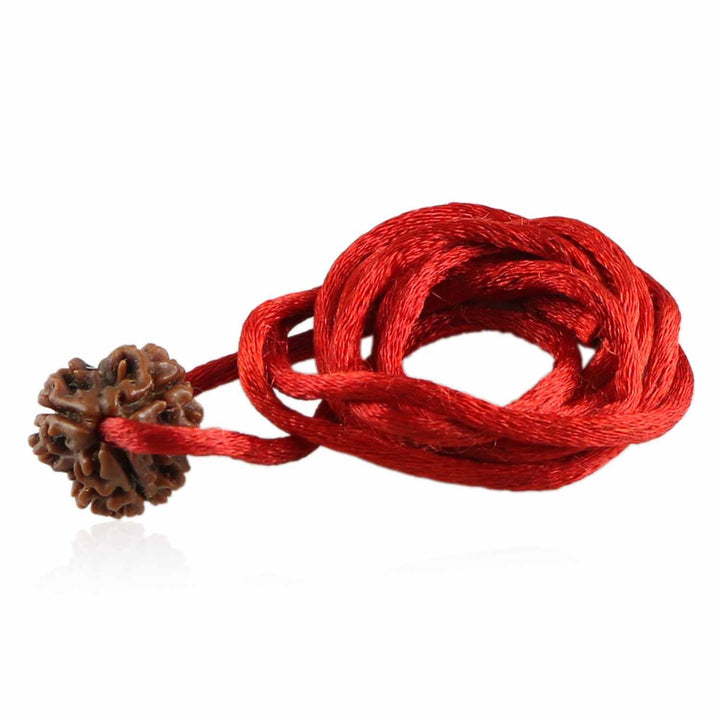 3 Mukhi Rudraksha (Nepal)