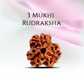 3 Mukhi Rudraksha