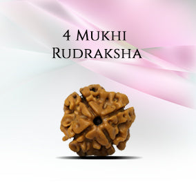 4 Mukhi Rudraksha