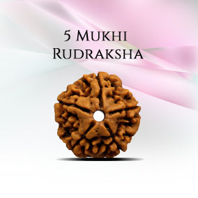 5 Mukhi Rudraksha