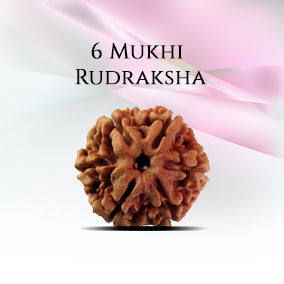 6 Mukhi Rudraksha