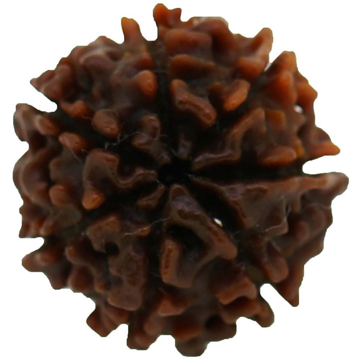 7 Mukhi Rudraksha (Nepal)