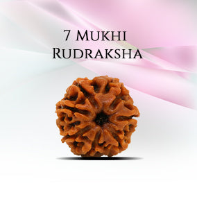 7 Mukhi Rudraksha