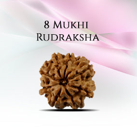 8 Mukhi Rudraksha