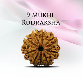 9 Mukhi Rudraksha