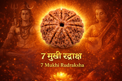 7 Mukhi Rudraksha