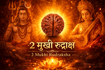 2 Mukhi Rudraksha