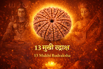 13 Mukhi Rudraksha