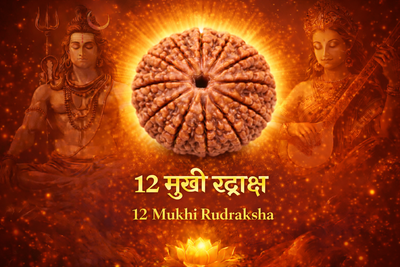 12 Mukhi Rudraksha
