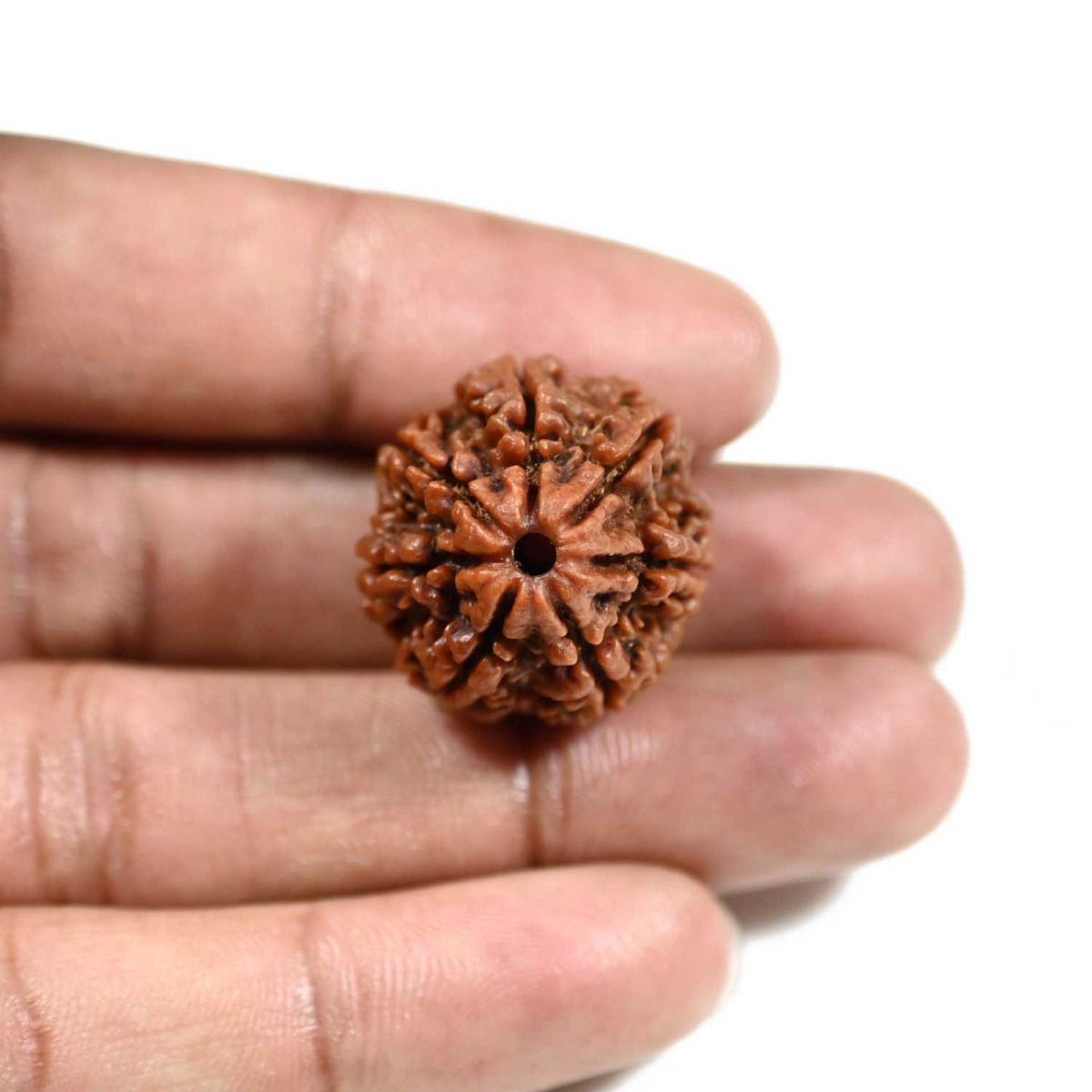 7 Mukhi Rudraksha (Nepal)
