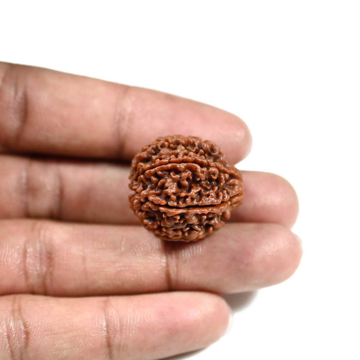 7 Mukhi Rudraksha (Nepal)