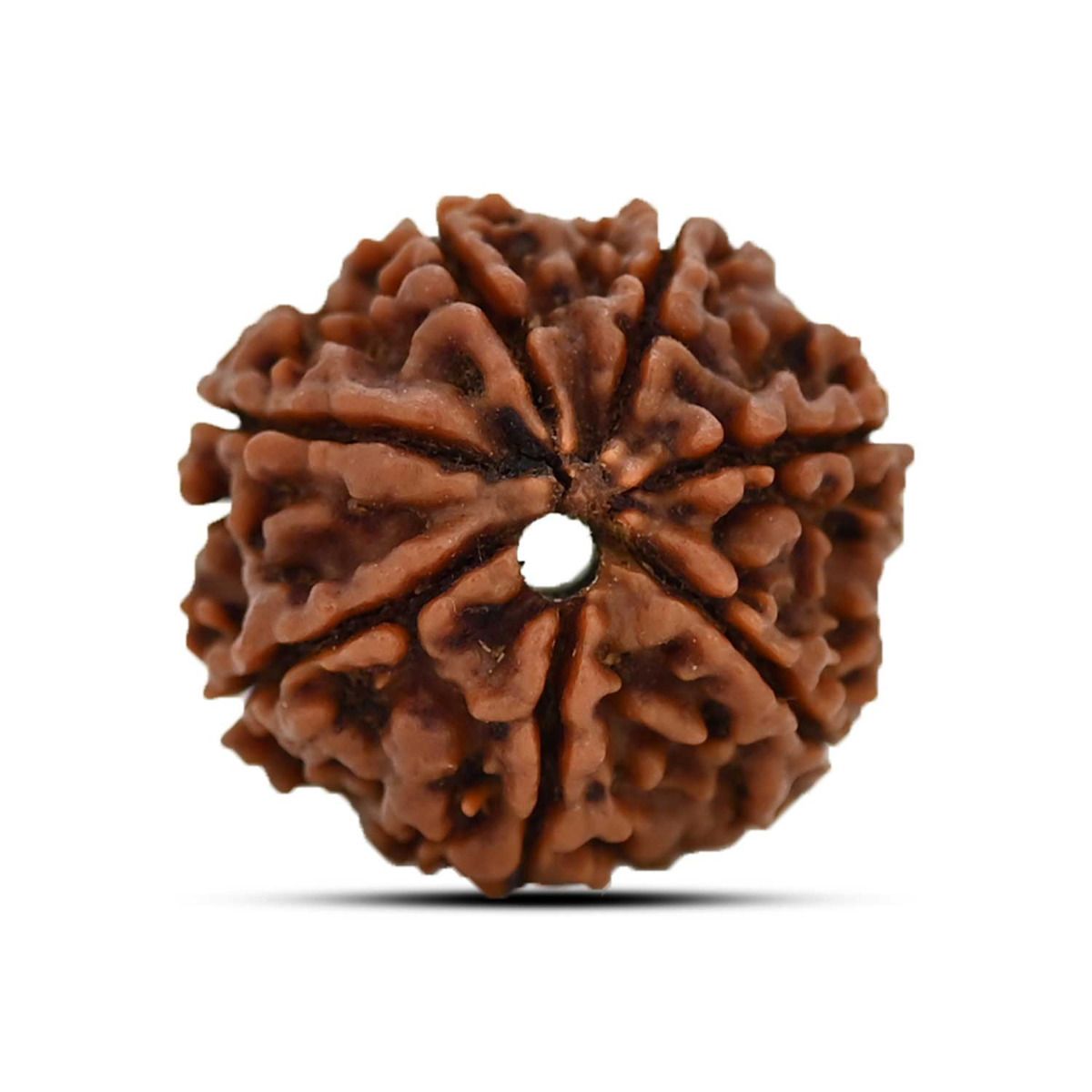 7 Mukhi Rudraksha (Nepal)