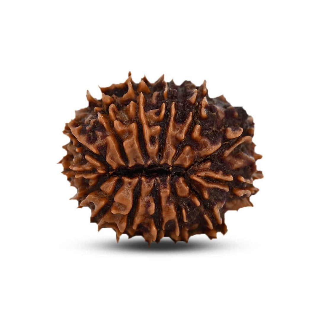 14 Mukhi Rudraksha (Nepal) 25.50 MM