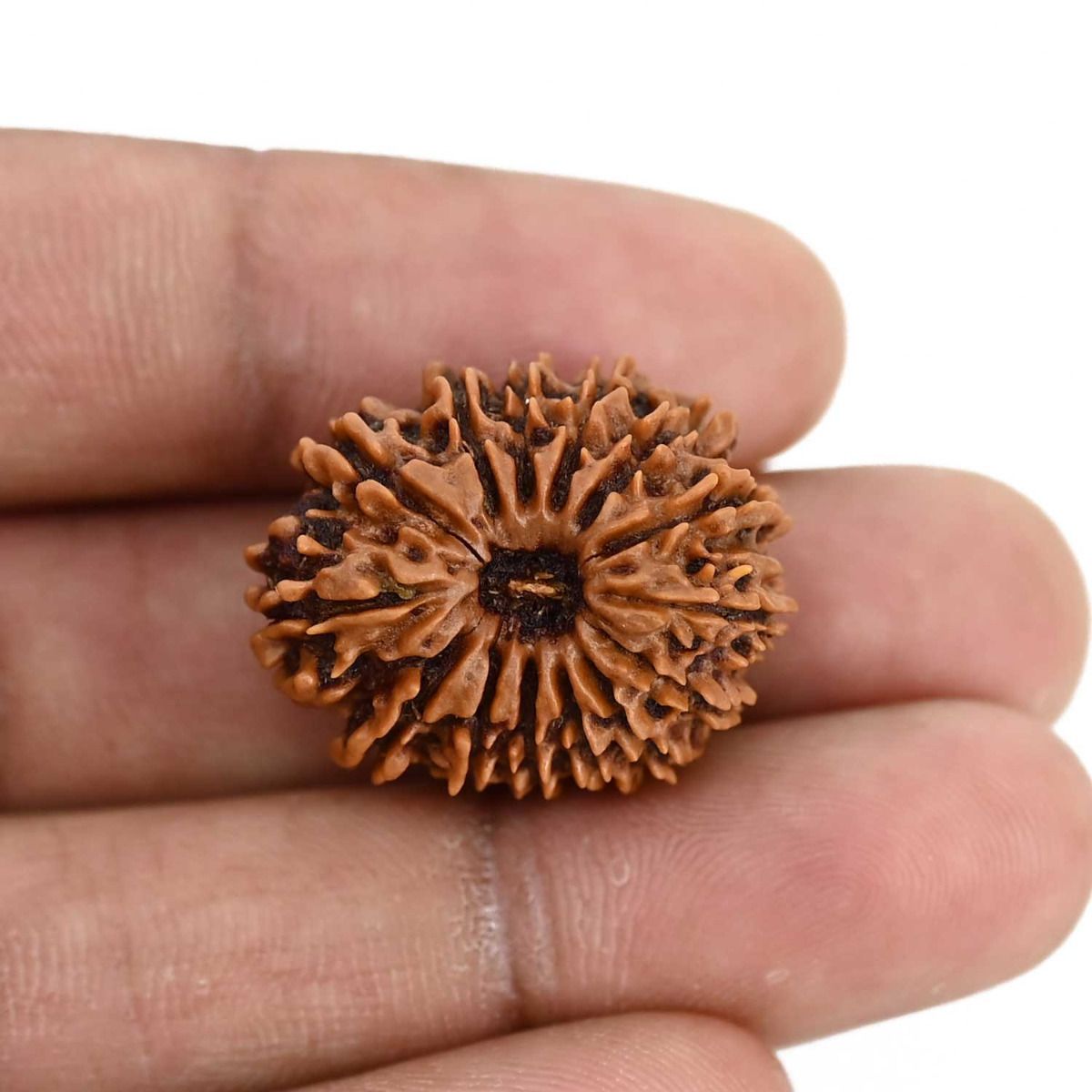 14 Mukhi Rudraksha (Nepal) 25.50 MM