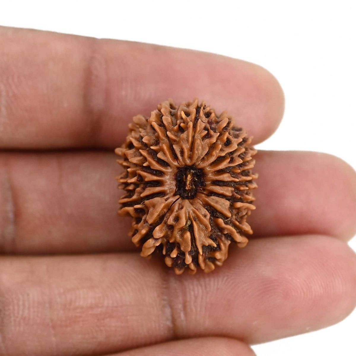 14 Mukhi Rudraksha (Nepal) 25.50 MM