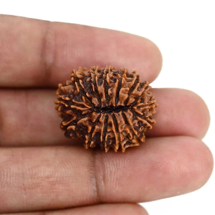 14 Mukhi Rudraksha (Nepal) 25.50 MM