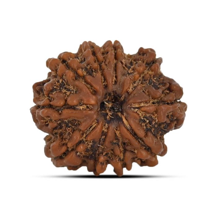10 Mukhi Rudraksha (Nepal) 22.94 MM
