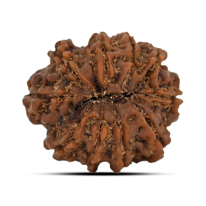 10 Mukhi Rudraksha (Nepal) 22.94 MM