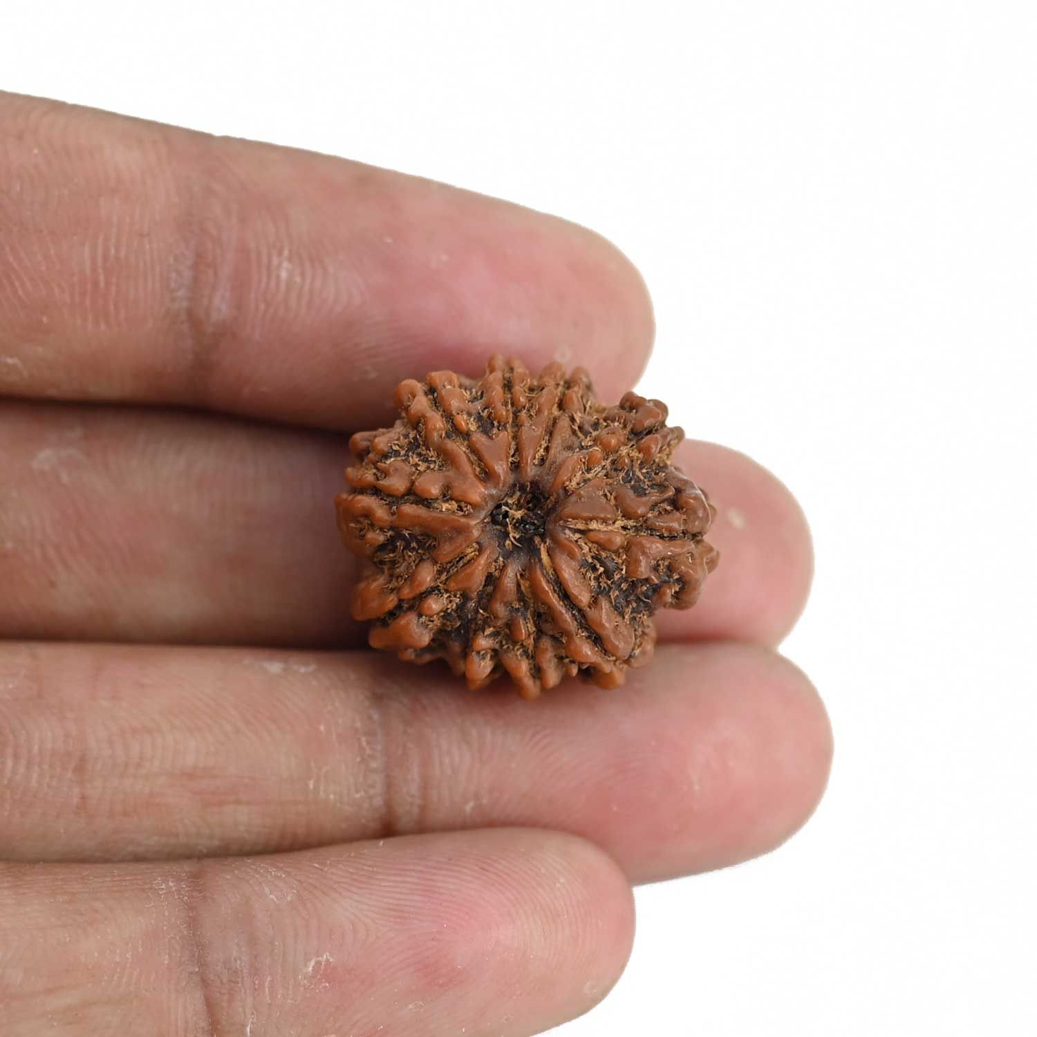 10 Mukhi Rudraksha (Nepal) 22.94 MM