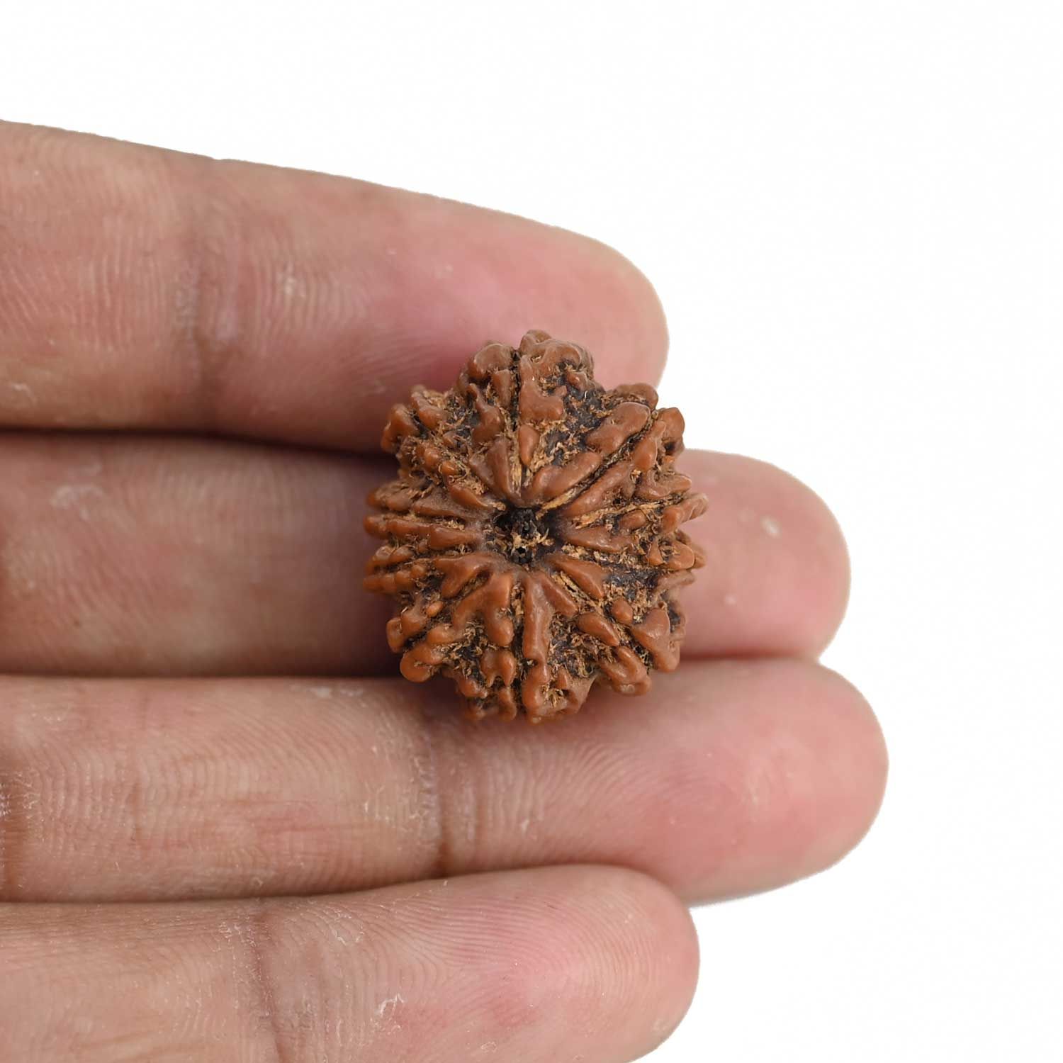 10 Mukhi Rudraksha (Nepal) 22.94 MM