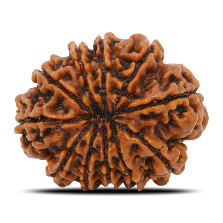 11 Mukhi Rudraksha (Nepal) 25.58 MM