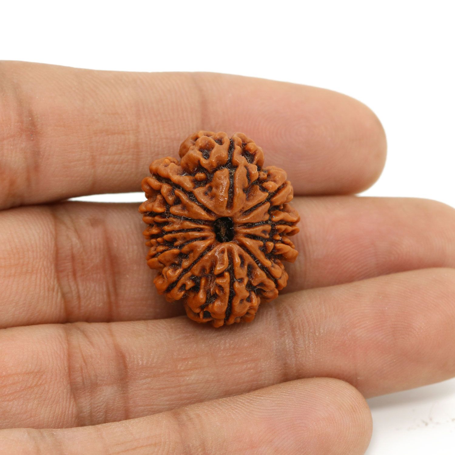 11 Mukhi Rudraksha (Nepal) 25.58 MM
