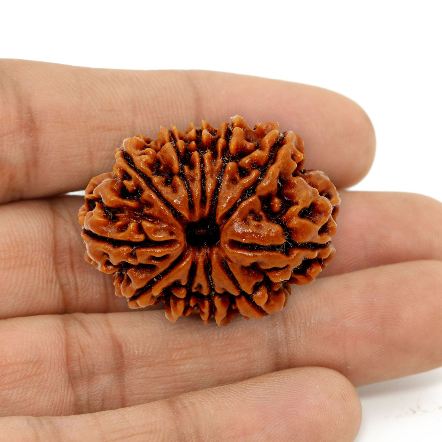 11 Mukhi Rudraksha (Nepal) 25.58 MM