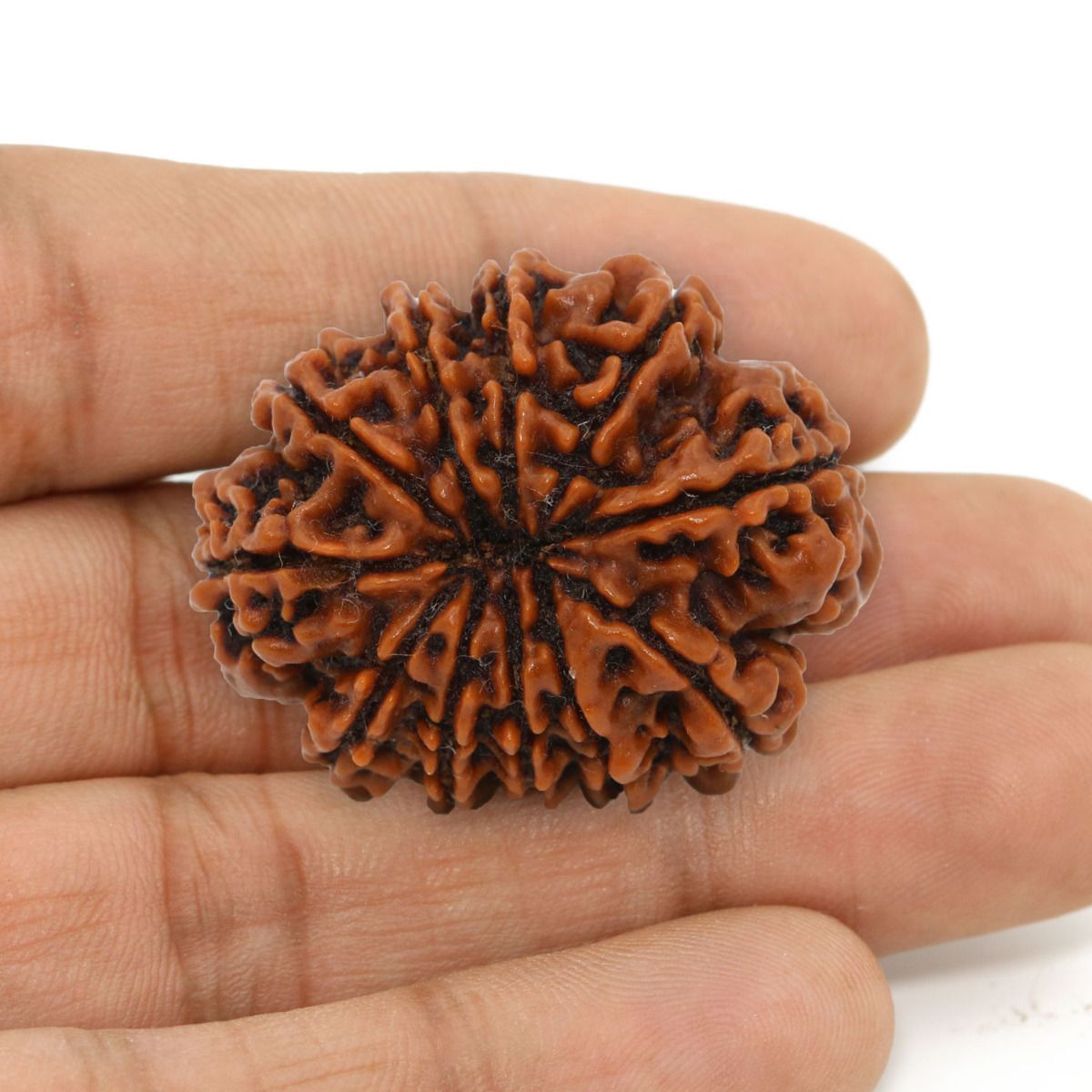 11 Mukhi Rudraksha (Nepal) 25.58 MM