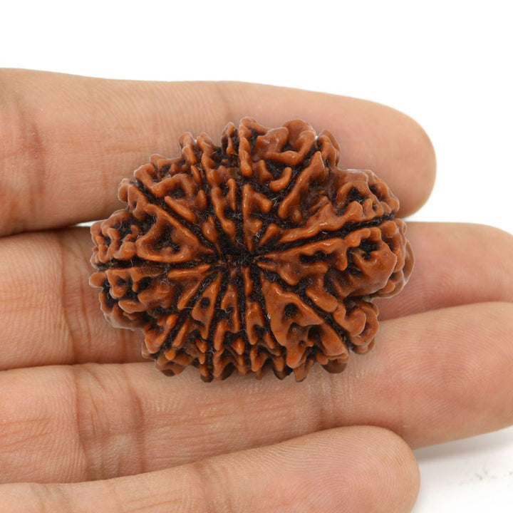 11 Mukhi Rudraksha (Nepal) 25.58 MM