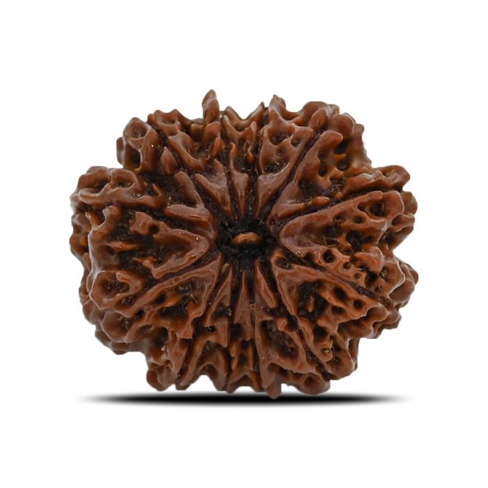 12 Mukhi Rudraksha (Nepal) 28.4 MM