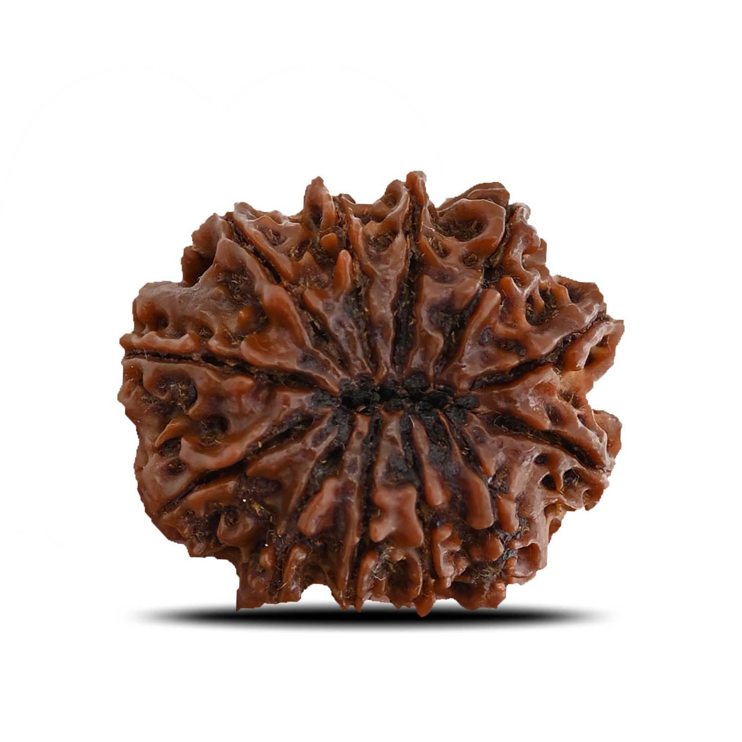 12 Mukhi Rudraksha (Nepal) 28.4 MM