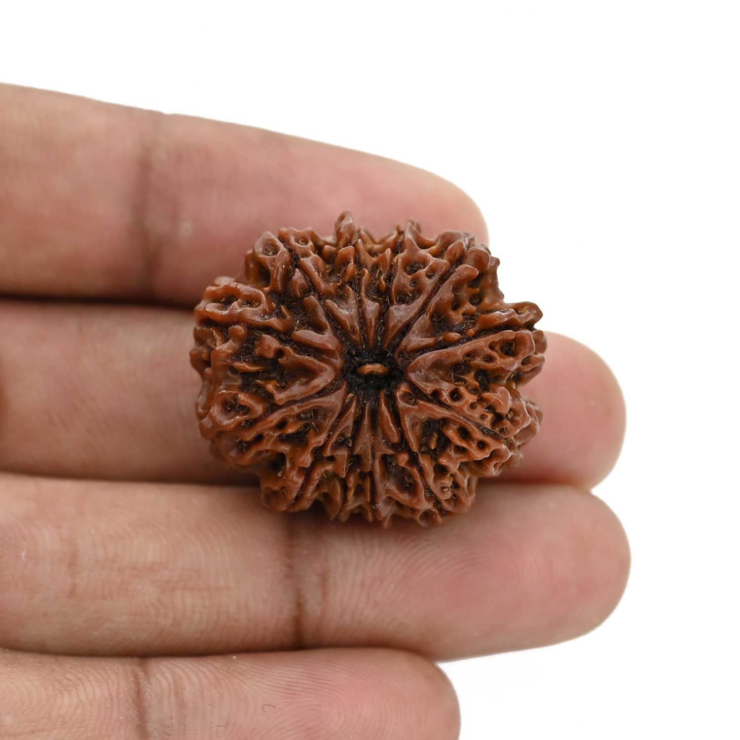 12 Mukhi Rudraksha (Nepal) 28.4 MM