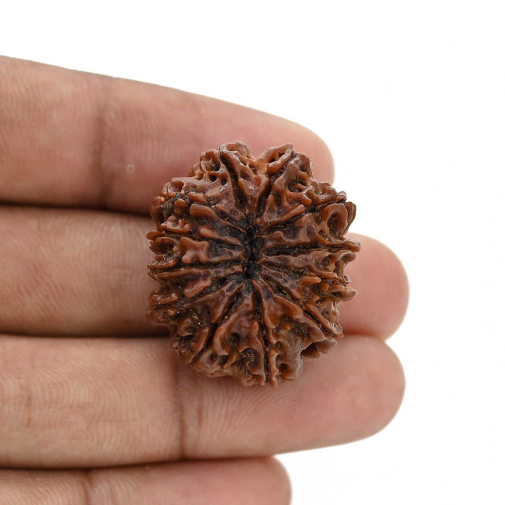 12 Mukhi Rudraksha (Nepal) 28.4 MM
