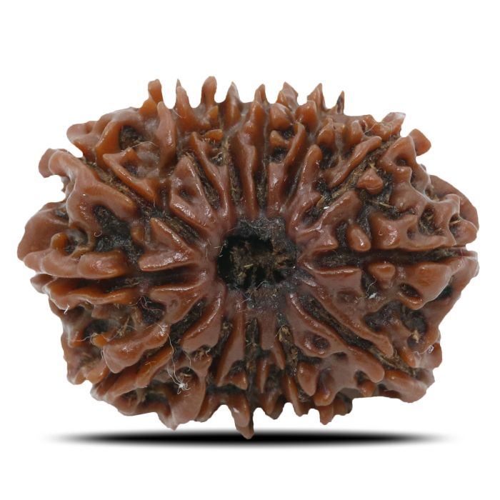 13 Mukhi Rudraksha (Nepal) 25.16 MM