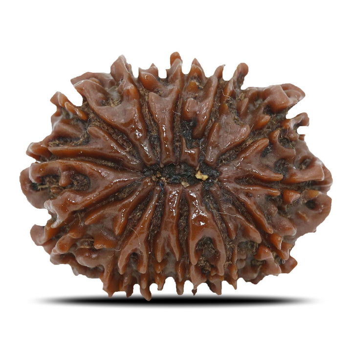 13 Mukhi Rudraksha (Nepal) 25.16 MM