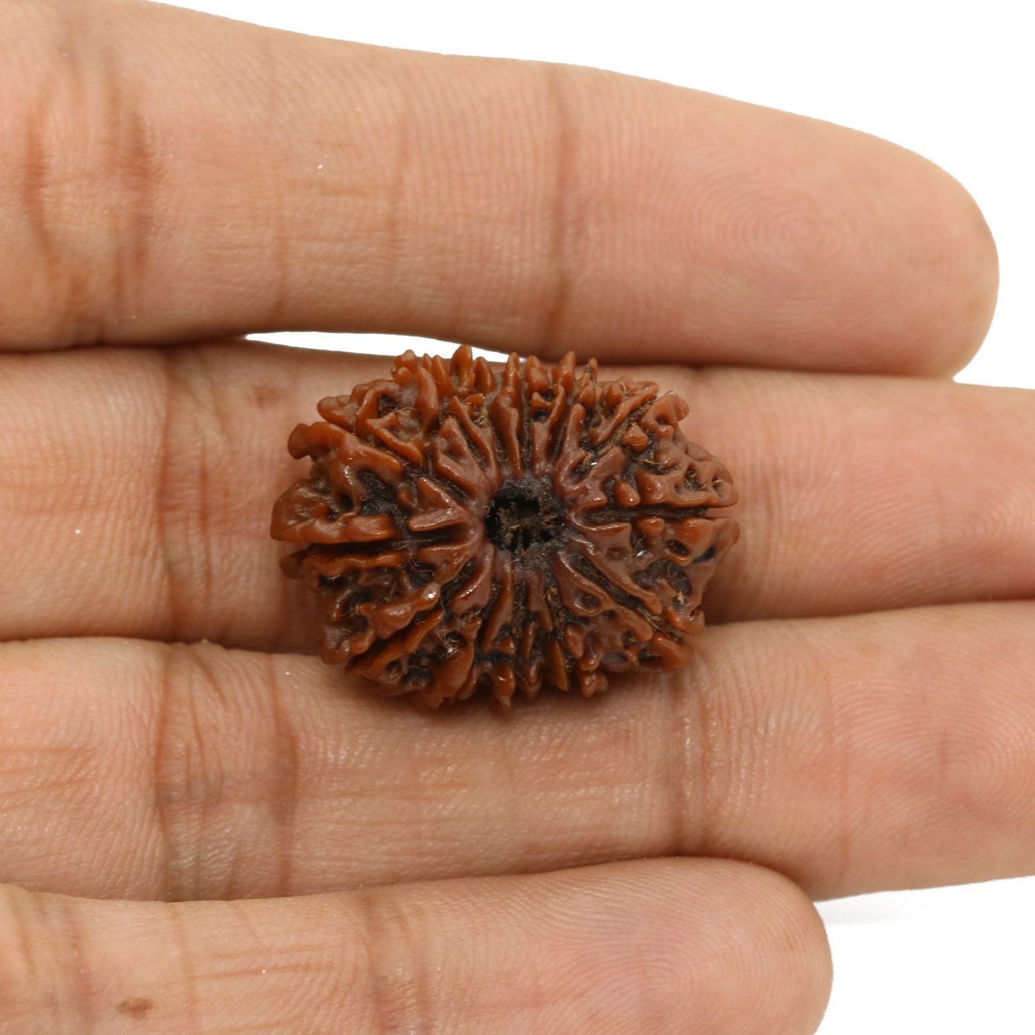 13 Mukhi Rudraksha (Nepal) 25.16 MM